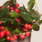 6x Gaultheria procumbens 'Big Berry' | 15, groene bladeren