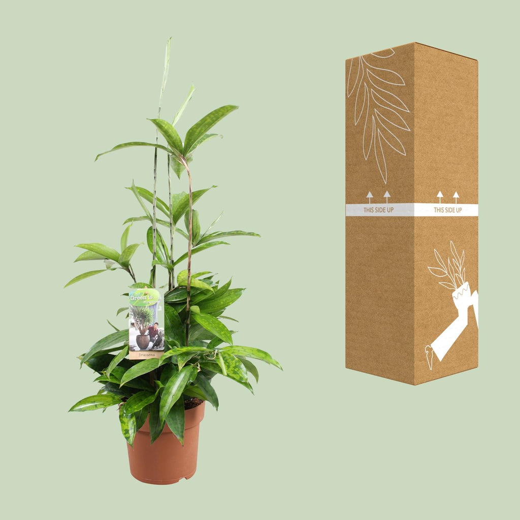 Productafbeelding van Pureplant