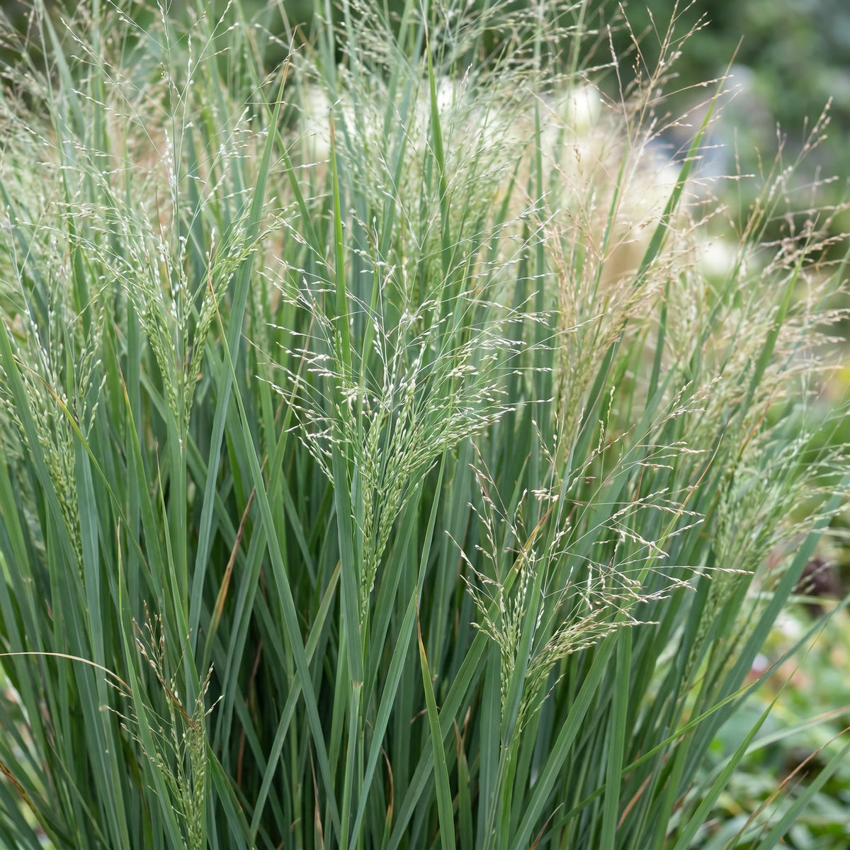 Panicum virg. Northwind - Prairiegraan - Met Pluim, geschikte tuinplant