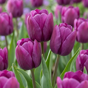 Triomftulp Purple bloembollen, paars