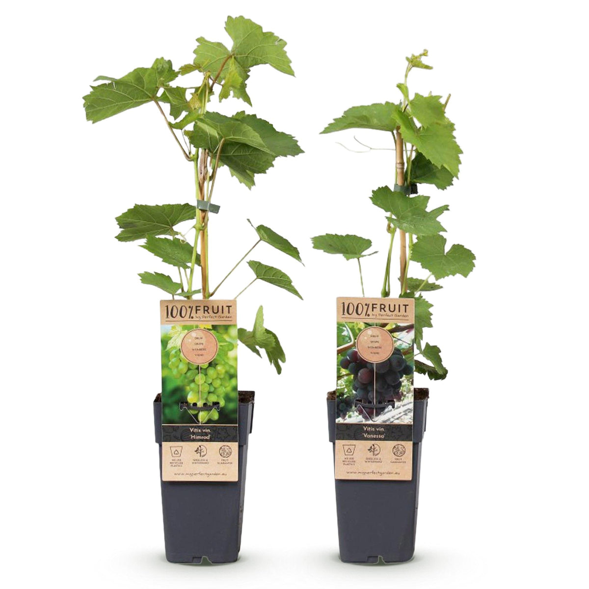 Productafbeelding van Pureplant