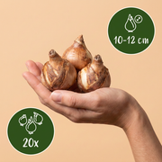Dubbele narcis &