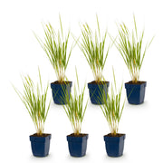 Calamagrostis Karl Foerster - Struisriet - Met Pluim - Groen - 6 Planten
