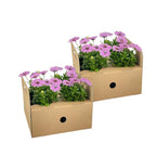 8x Osteospermum Ecklonis Pink, plant in pot