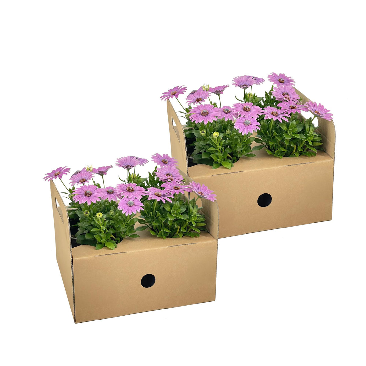 8x Osteospermum Ecklonis Pink, plant in pot