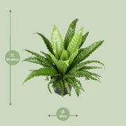 Asplenium Antiquum Osaka