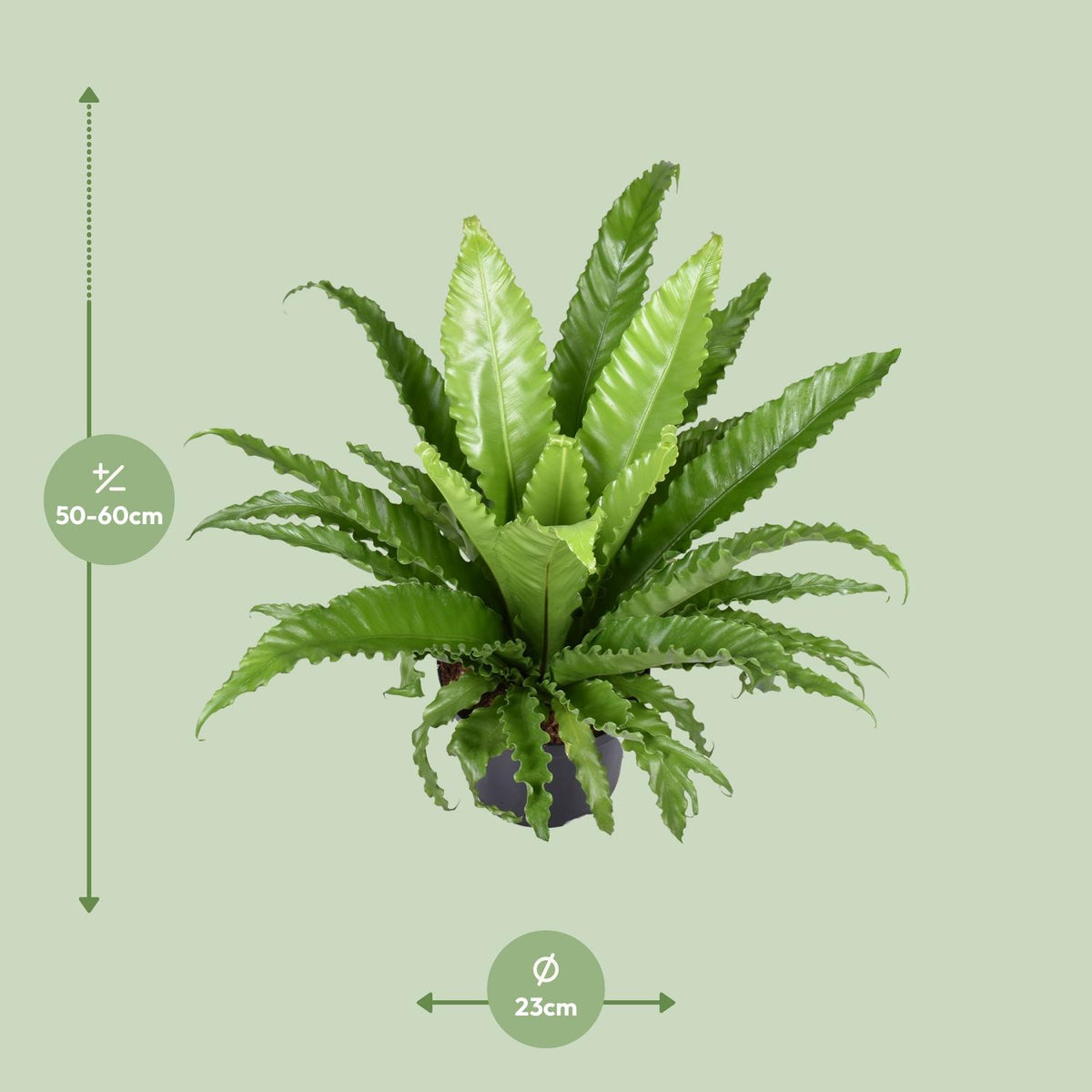 Detailfoto van Asplenium Antiquum Osaka