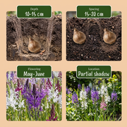 Camassia leichtlinii mix bloembollen, blauw en wit, foto 4
