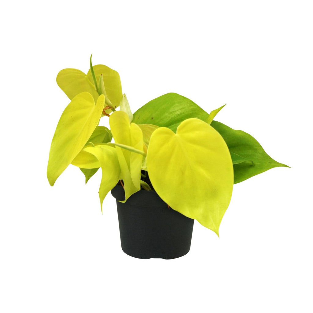 Productfoto van Philodendron Lime