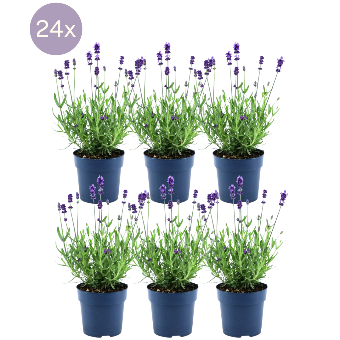 Detailfoto van 24 x Lavandula angustifolia Felice®