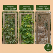 Parthenocissus henryana - Chinese wingerd - set van 2 - Ø9 cm