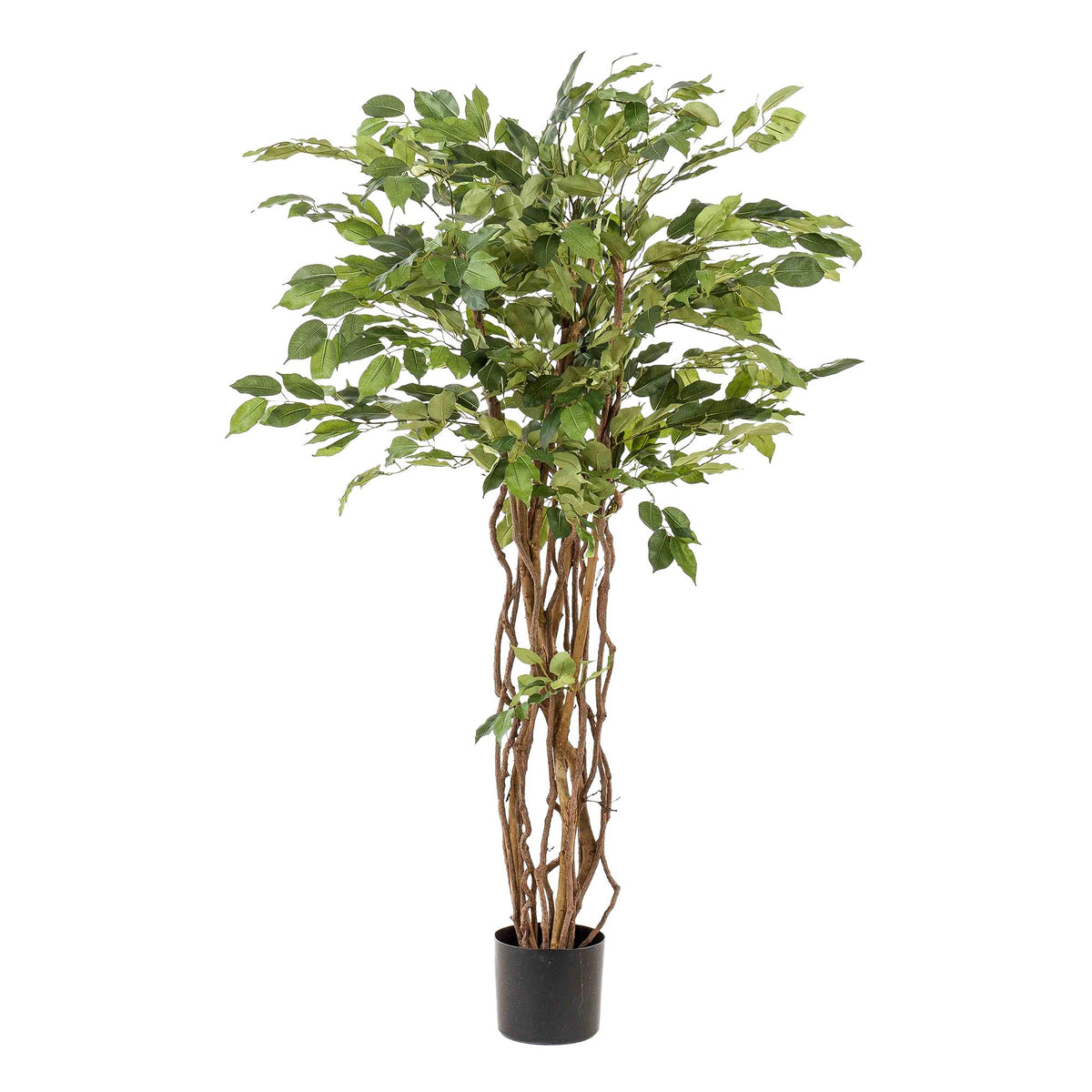 kunstplant - Ficus liana  - Vioolbladplant, groeiwijze van de plant