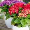Hortensia