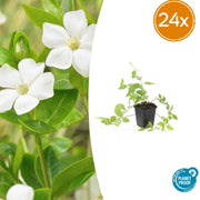 Vinca major &