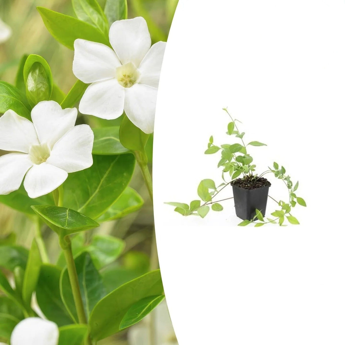 Vinca major 'Alba', plant in pot