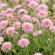 Duifkruid col. Pink Mist, met roze bloemen (12x)