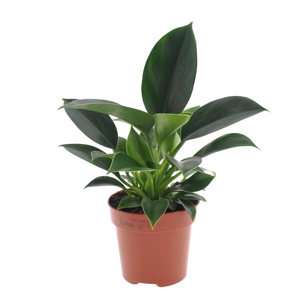 Productfoto van Philodendron Green Princess