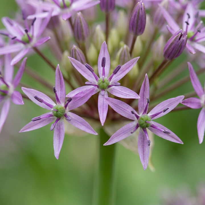Sterrenlook Allium christophii bloembollen, paars