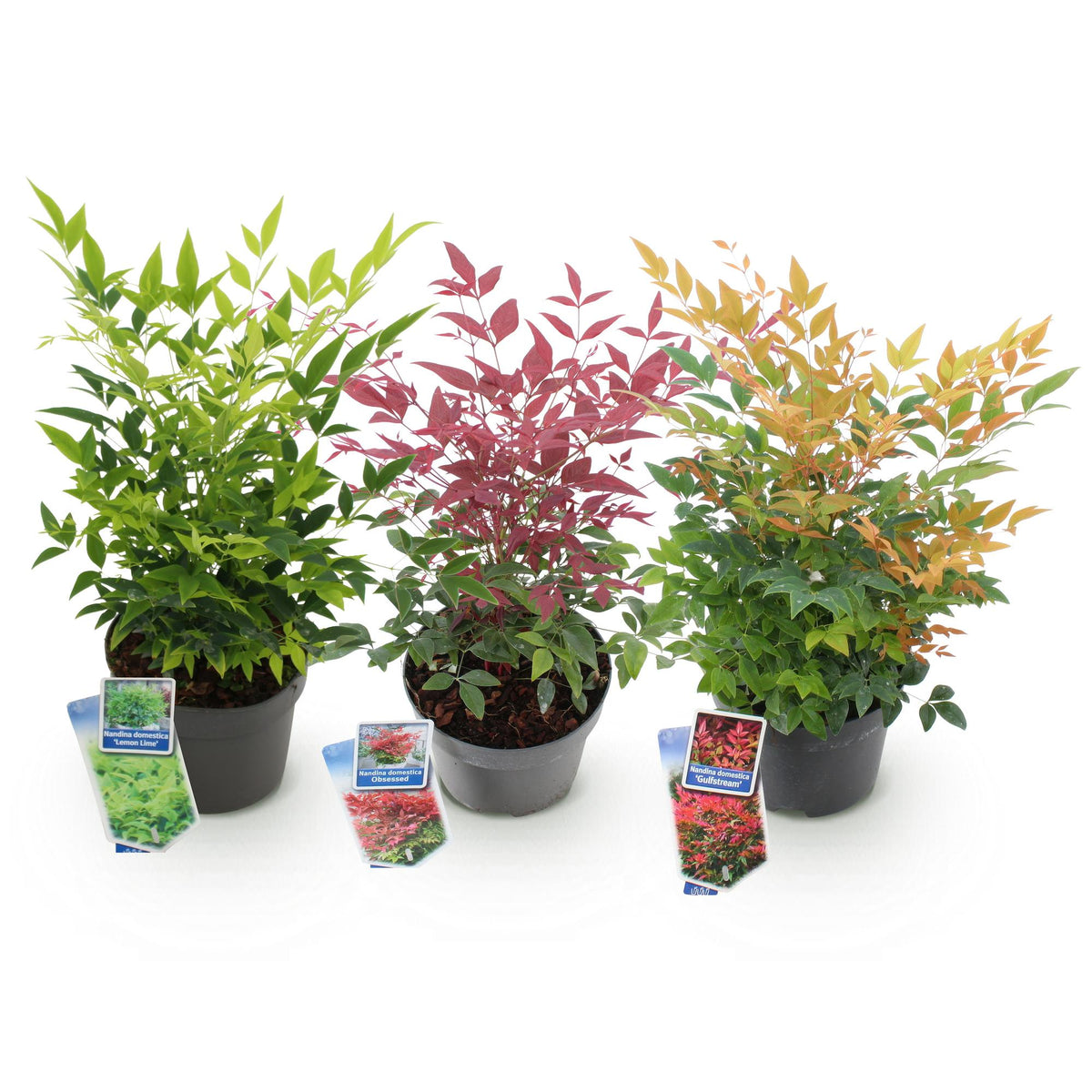Nandina Tricolour, detail van het blad