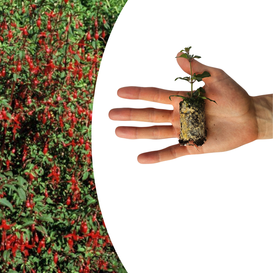 Fuchsia – 6 Pluggen | Kweek & Geniet van een Kleurrijke Tuin, gezonde plant