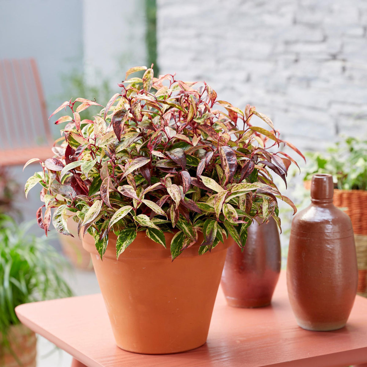 Leucothoe Makijaz, gezonde plant