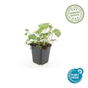 Geranium sang. &