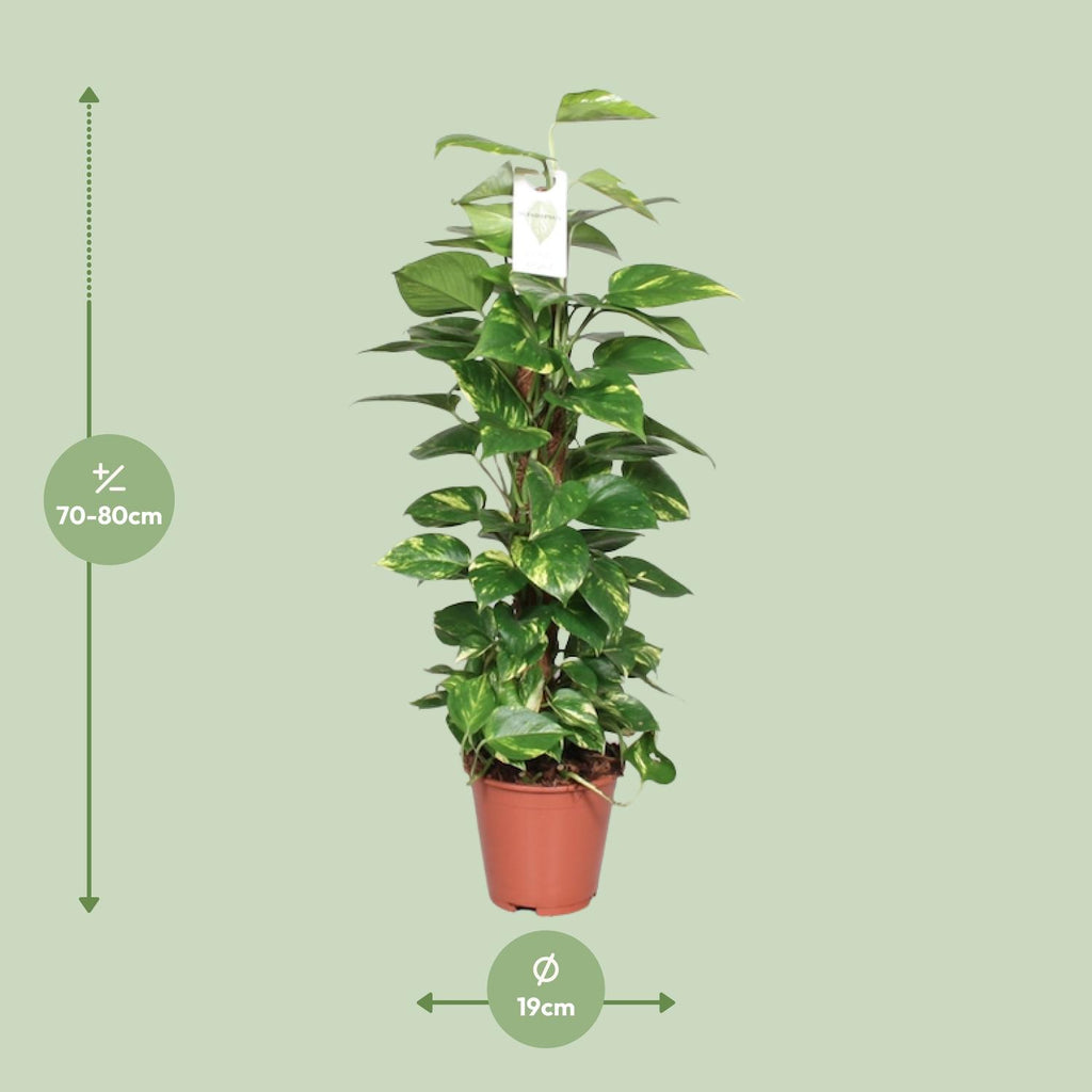 Detailfoto van Epipremnum Pinnatum Mosstok 80cm Scindapsus