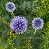 Echinops ritro