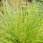 Festuca glauca Golden Toupee, groene bladeren
