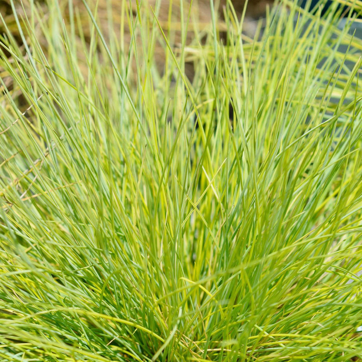 Festuca glauca Golden Toupee, groene bladeren