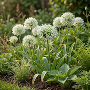 Sierui Allium &