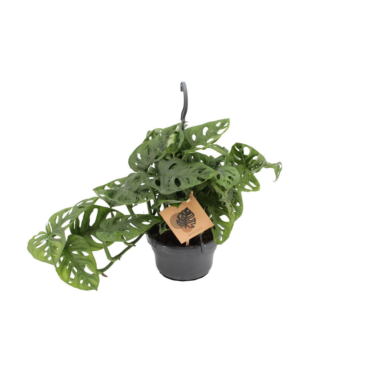 Productfoto van Monstera Monkey