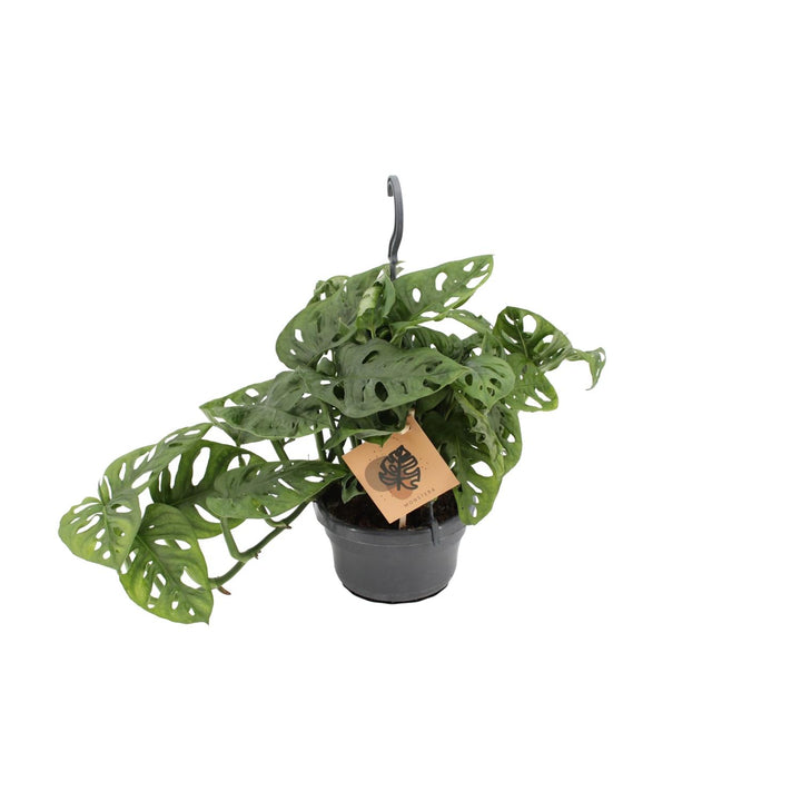 Monstera Monkey