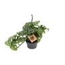 Monstera Monkey