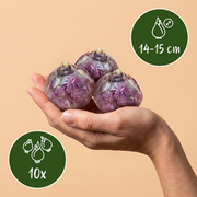 Hyacint &