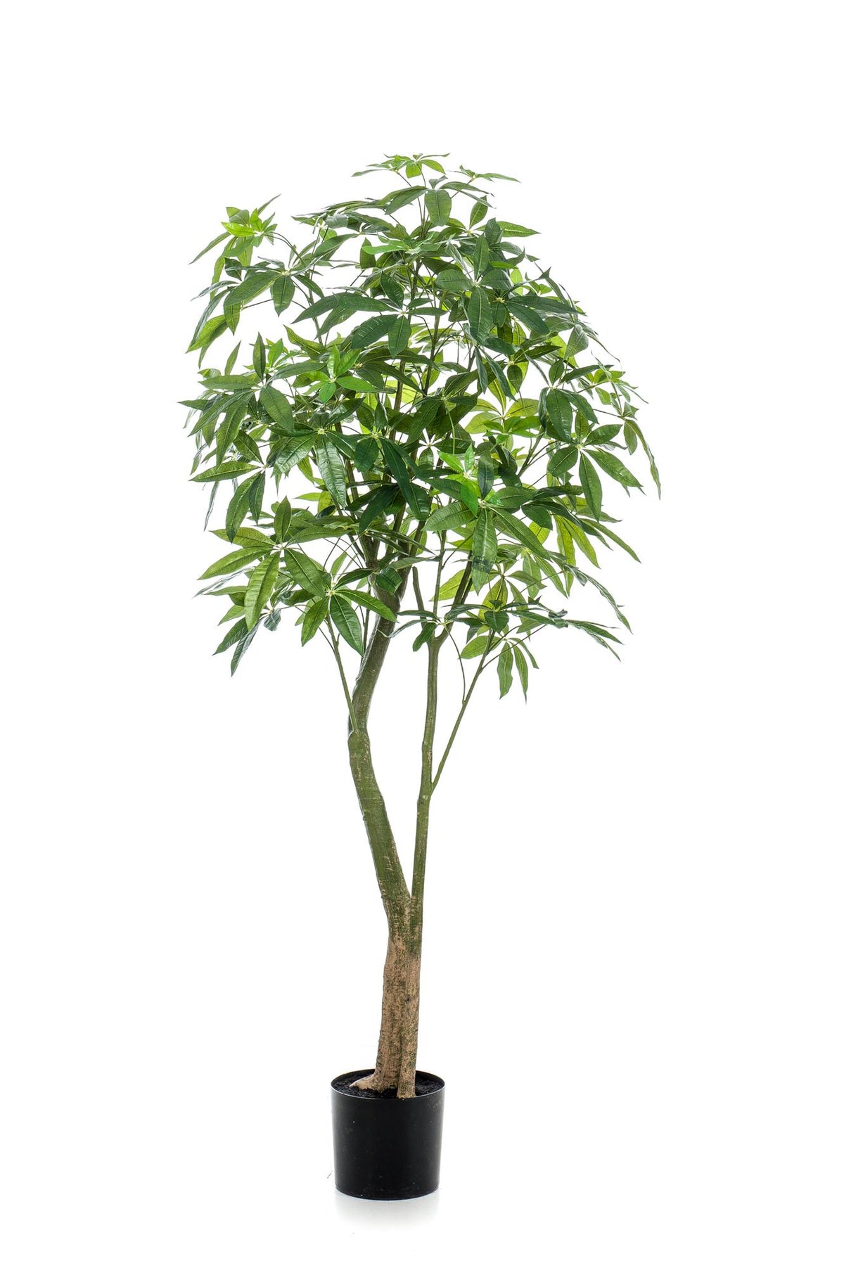 Productafbeelding van Pureplant