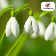 Sneeuwklokjes Galanthus nivalis bloembollen, wit, 30 stuks