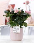 Rosa Light Pink, plant in pot
