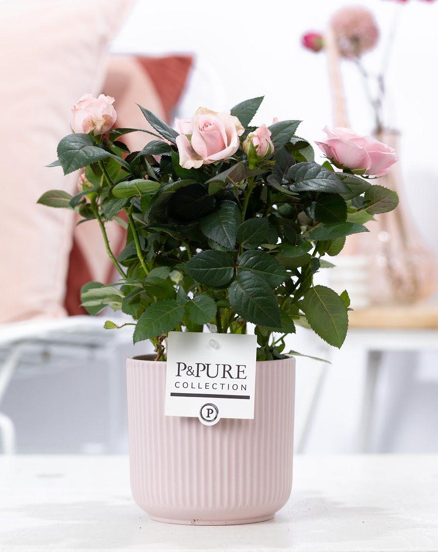 Rosa Light Pink, plant in pot