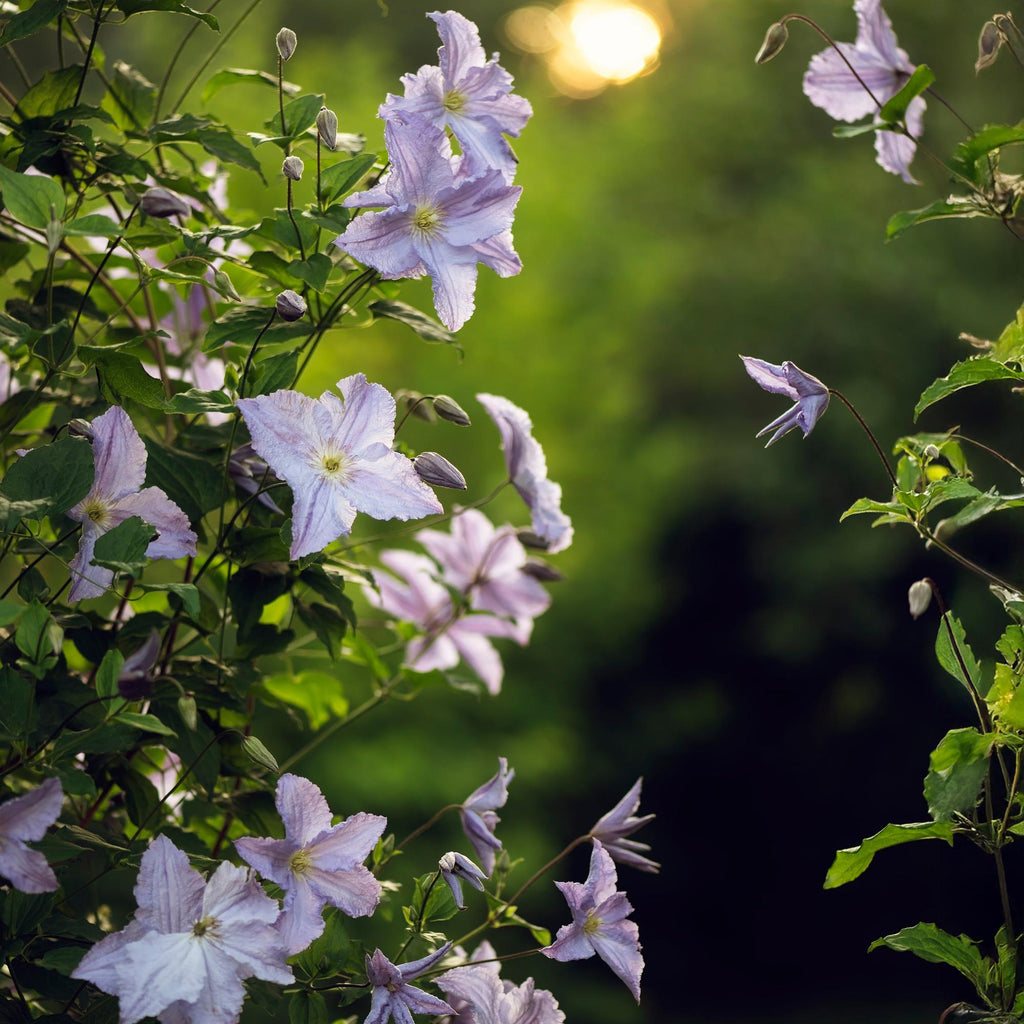 Clematis Blue Angel, groene bladeren