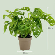 Monstera Adansonii Monkey Mask