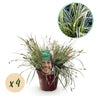 Carex oshimensis Everest