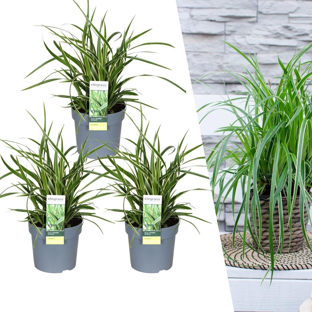 Carex morrowi 'Ice Dance', kenmerkend blad