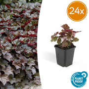 Heuchera mic. &
