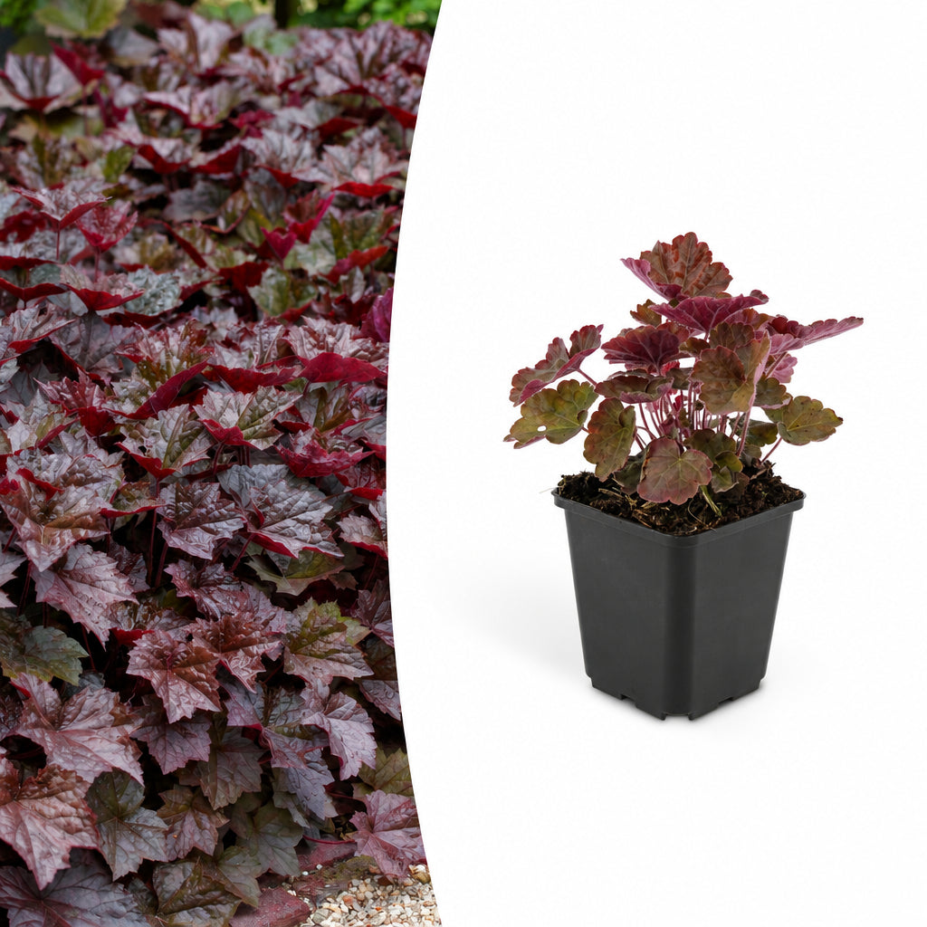 Heuchera mic. 'Palace Purple', plant in pot