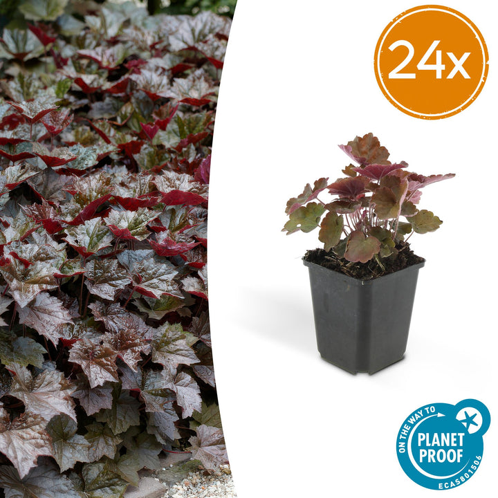 Heuchera mic. &