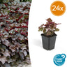 Heuchera mic. 'Palace Purple'