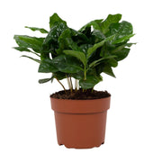 Coffea Arabica