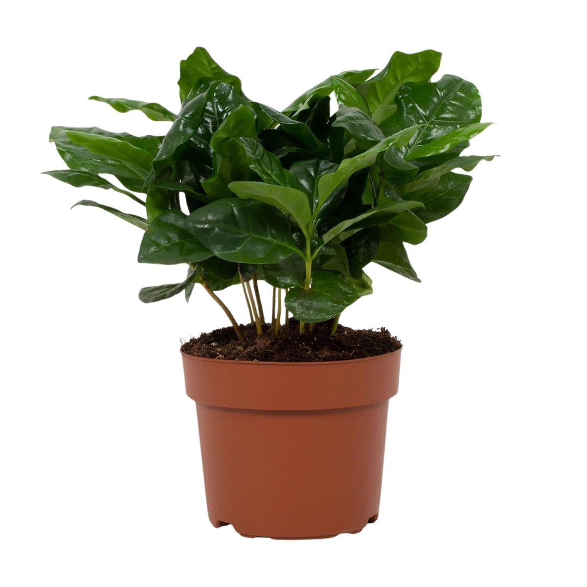 Detailfoto van Coffea Arabica