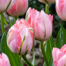 Dubbele tulp 'Double Pink' bloembollen, roze